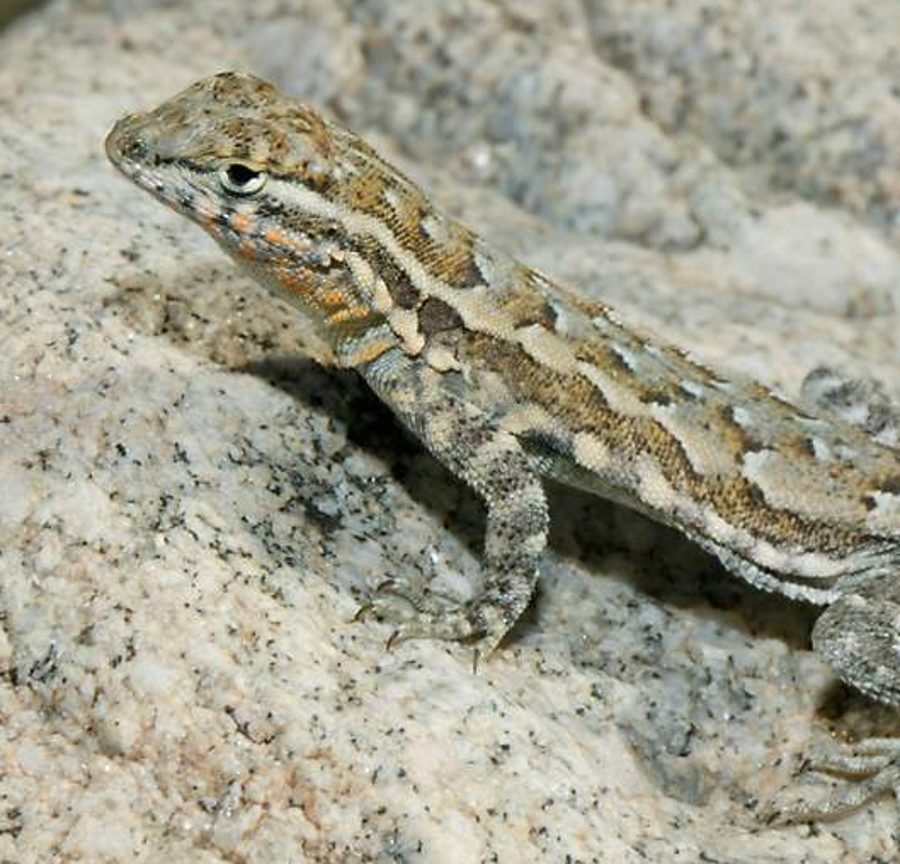 Original low-resolution photo of a lizard on a rock